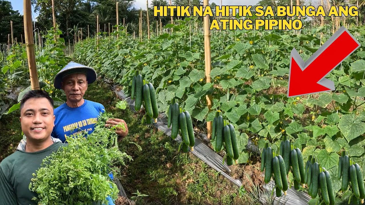 HITIK NA HITIK SA BUNGA ANG ATING 9K KAPUNO NG PIPINO AT PANGUNGUHA NG LIBRENG GULAY SA GUBAT