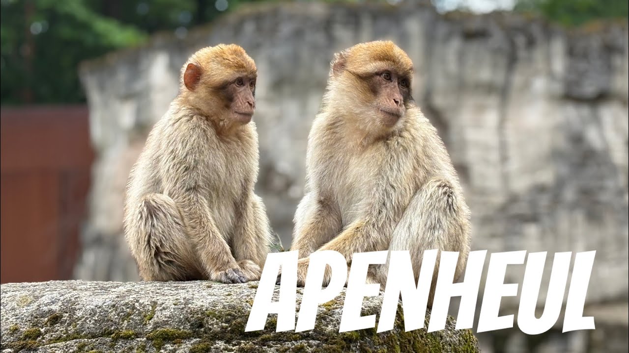 De Apenheul in Apeldoorn! Wat een mooi en educatief park en er komt steeds meer bij 🐒🛖🌿.