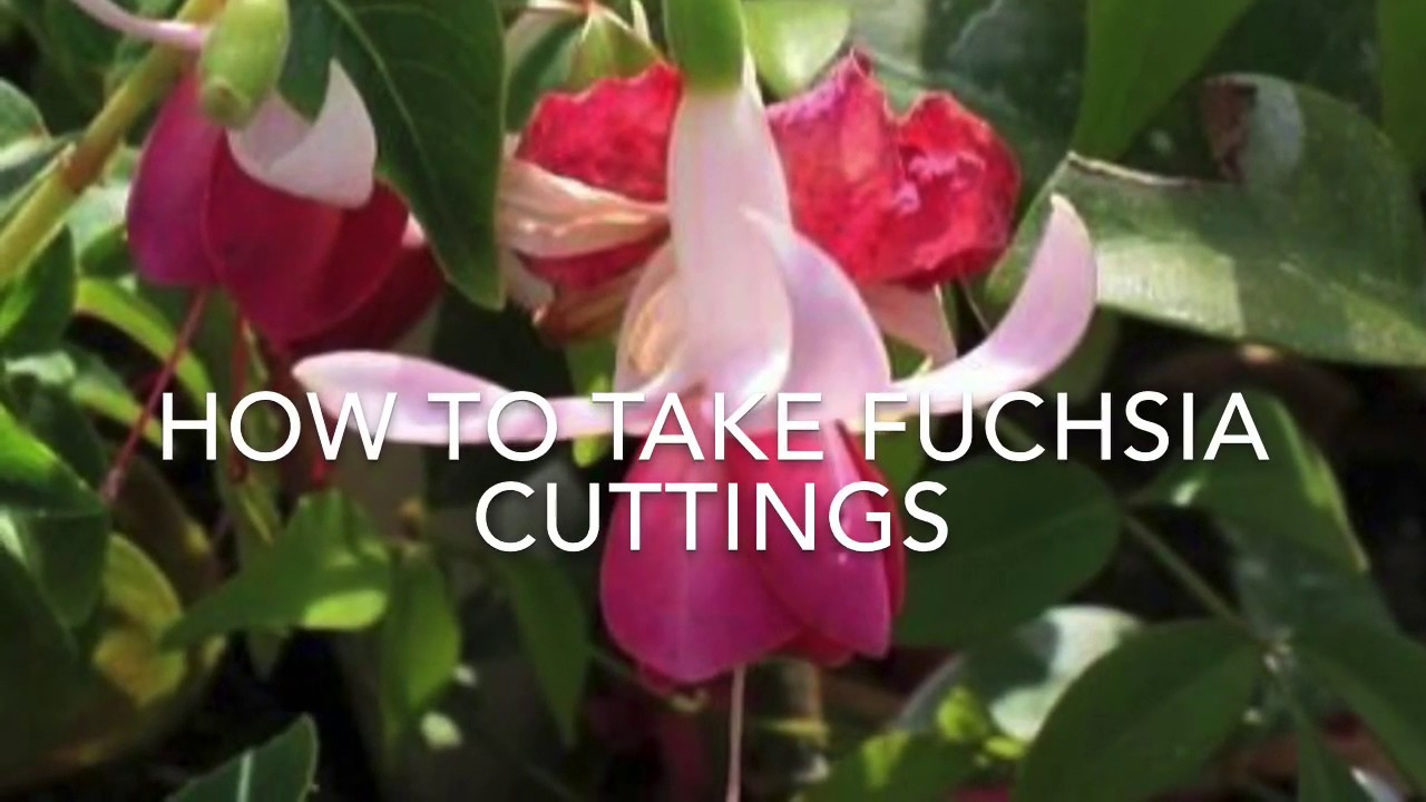 How to Propagate Fuchsias, How to Take Fuchsia Cuttings, Fuchsia Propagation