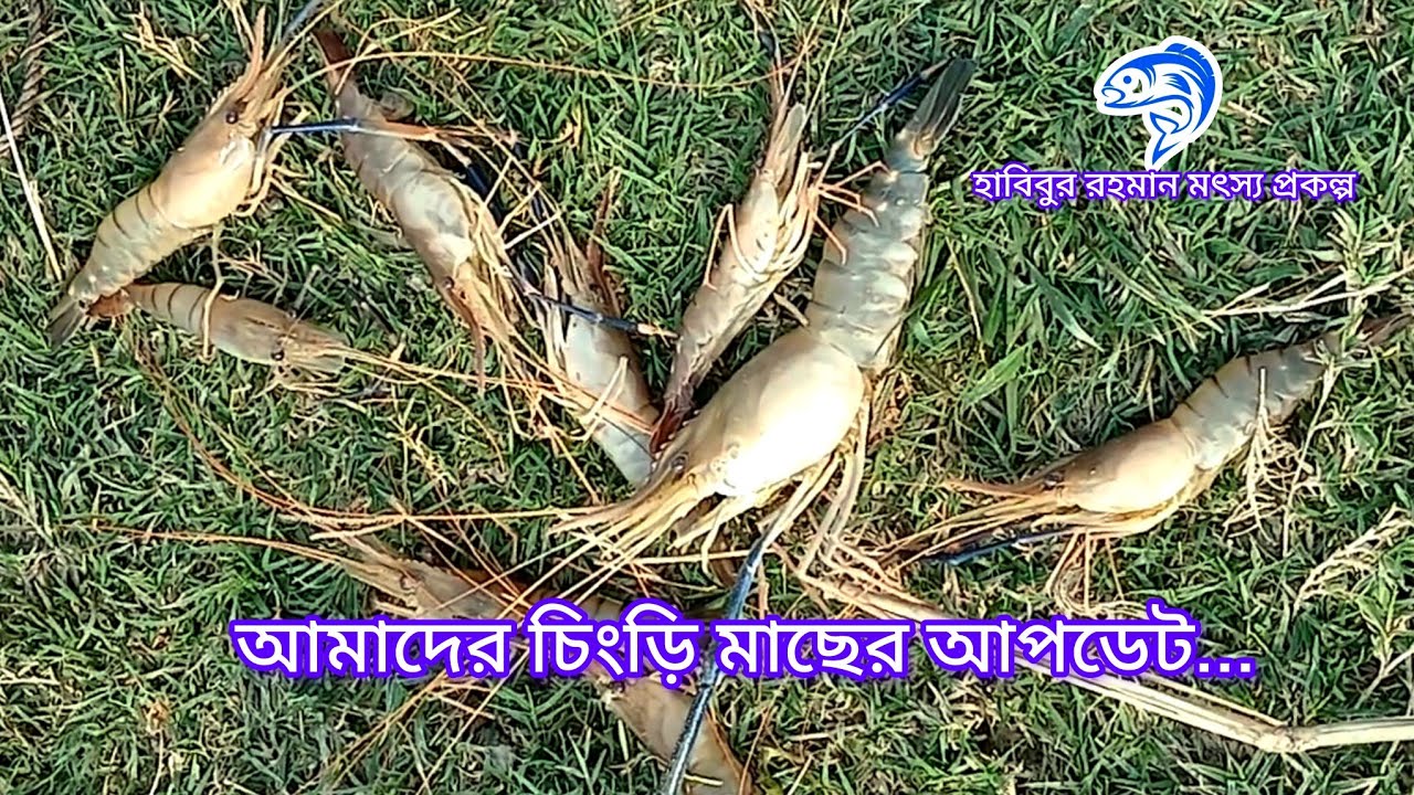 ৩৭৬.. আমাদের চিংড়ি মাছের আপডেট। 