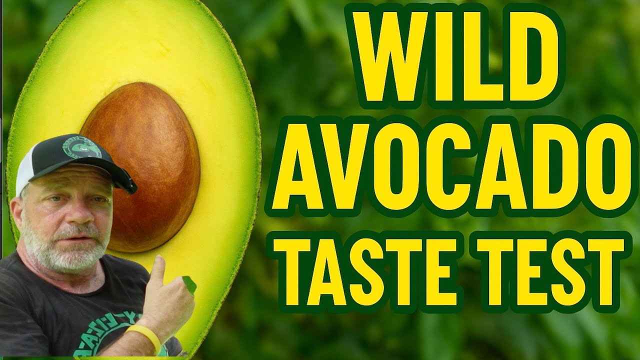 Trying a New Wild Avocado at Sleepy Lizard Farm