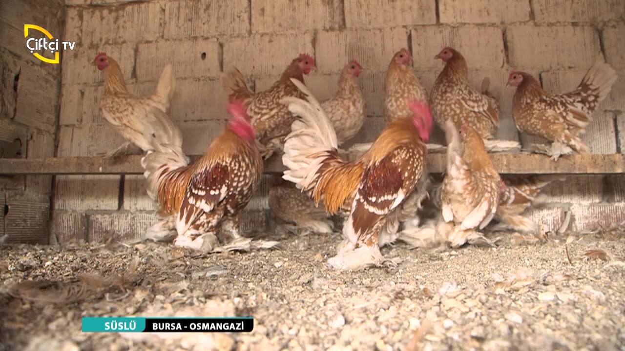 SÜSLÜ/4.BÖLÜM- BURSA/OSMANGAZİ