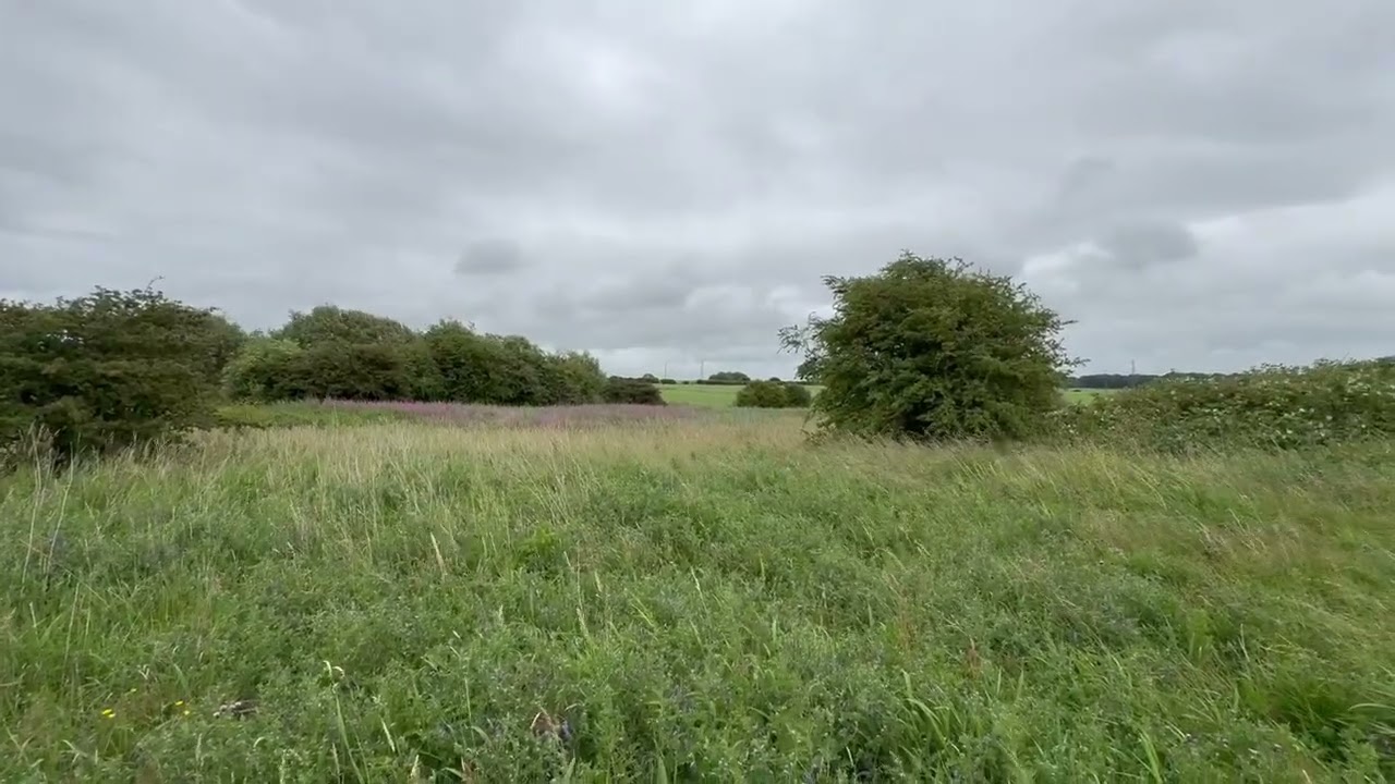 🌾 When One Plant Takes Over – The Beauty and Challenge of Unmanaged Grassland