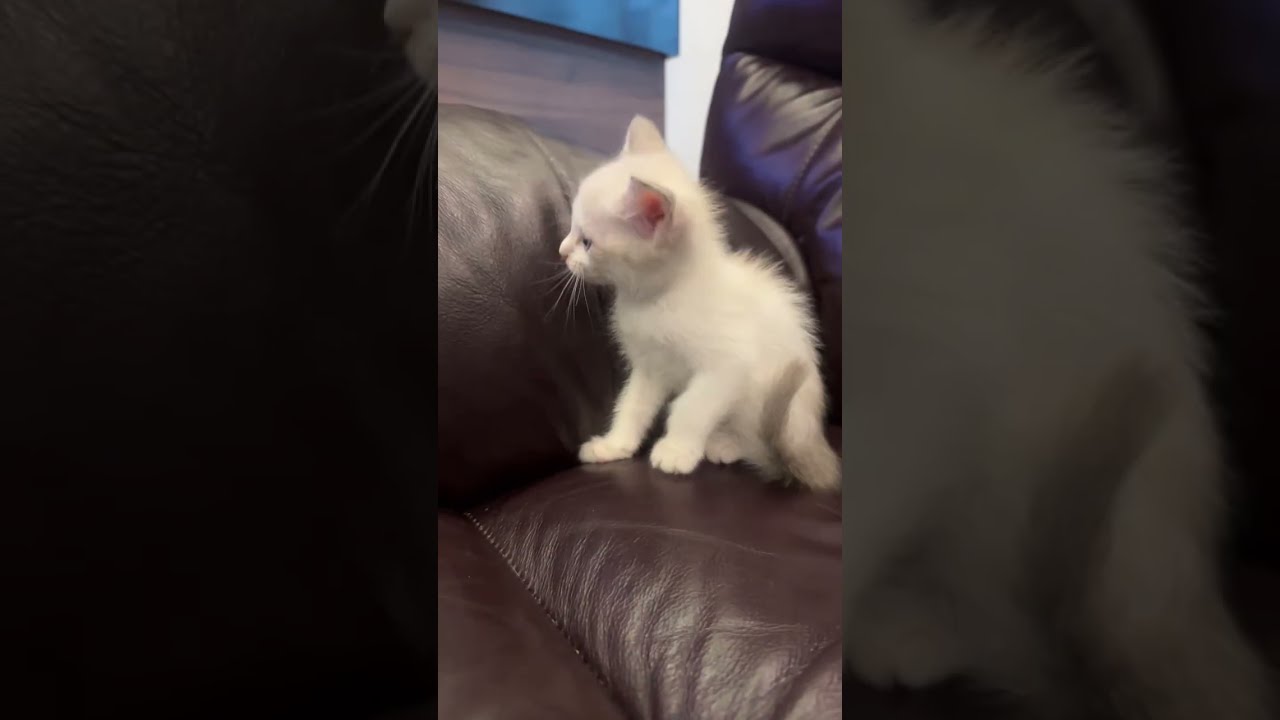 🔴Live with Baby Snowy
