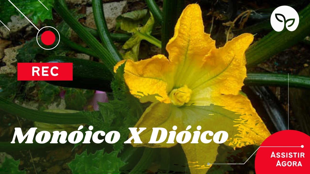 CONCEITOS BOTÂNICOS / O que são plantas monoicas e dioicas ?