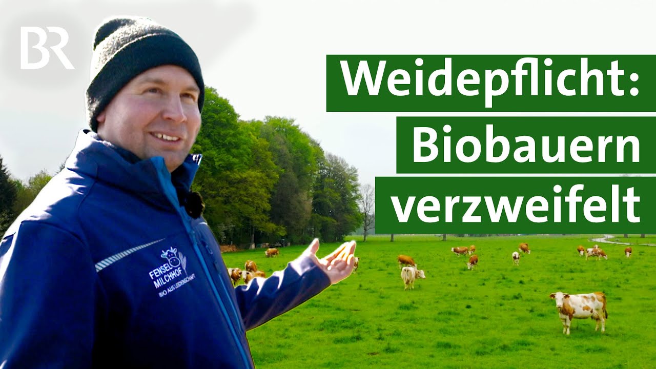 EU-Weidepflicht: K&uuml;he auf der Weide statt im Kuhstall &ndash; Bio Landwirt in Not | Unser Land | BR