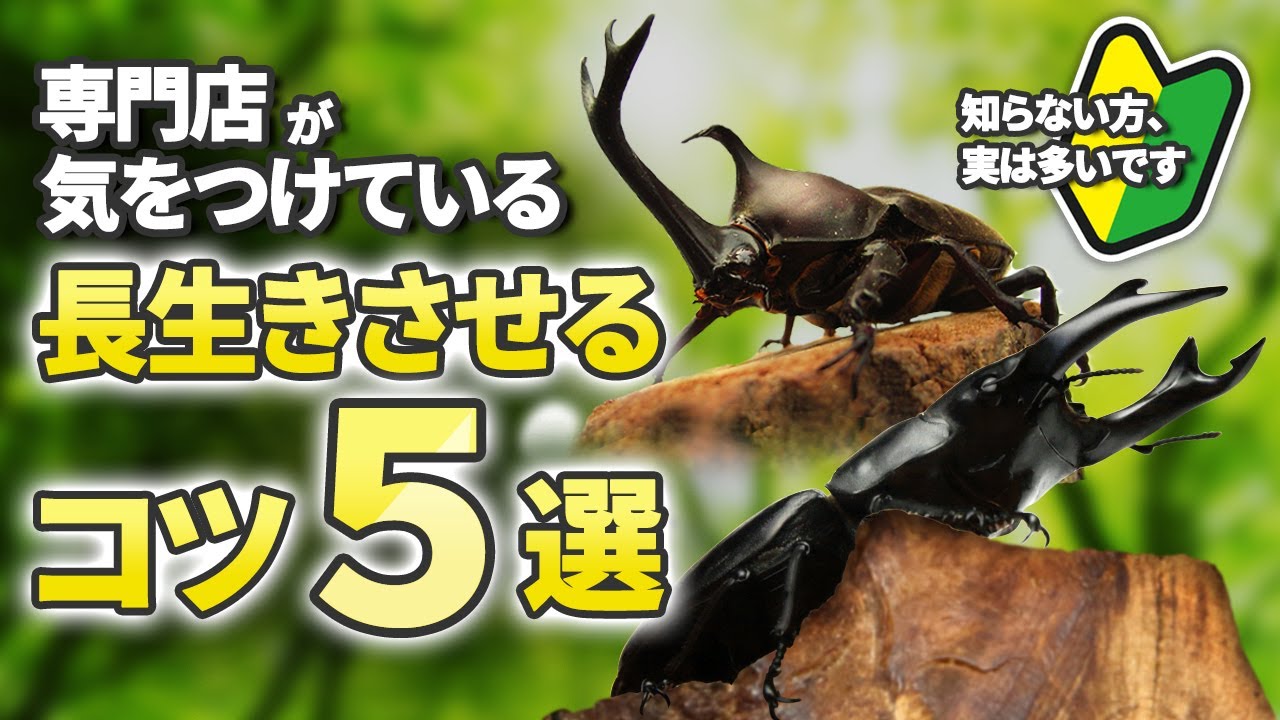 【カブトムシ・クワガタムシを長生きさせる飼育のコツ５選】初心者の方へ専門店が丁寧に解説します♪