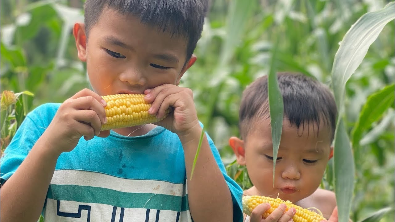 Memetik Jagung,Sayur, Di Kebun