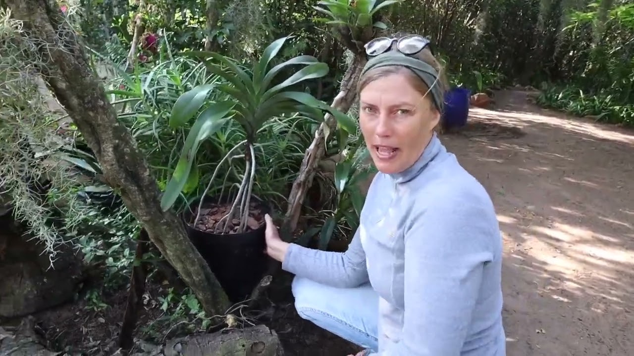 Angraecum sesquipedale - Darwin’s Orchid #mybackyardorchids