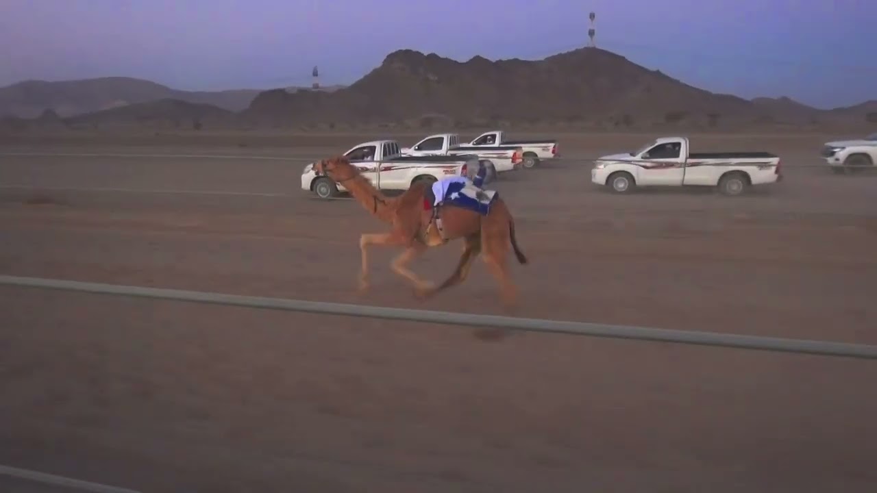 الشوط الأول بكار شواهين ل محسن بن عبدالله الهديوي التوقيت:- 2:04:17ميدان سيح الظباء بولايه ازكي 