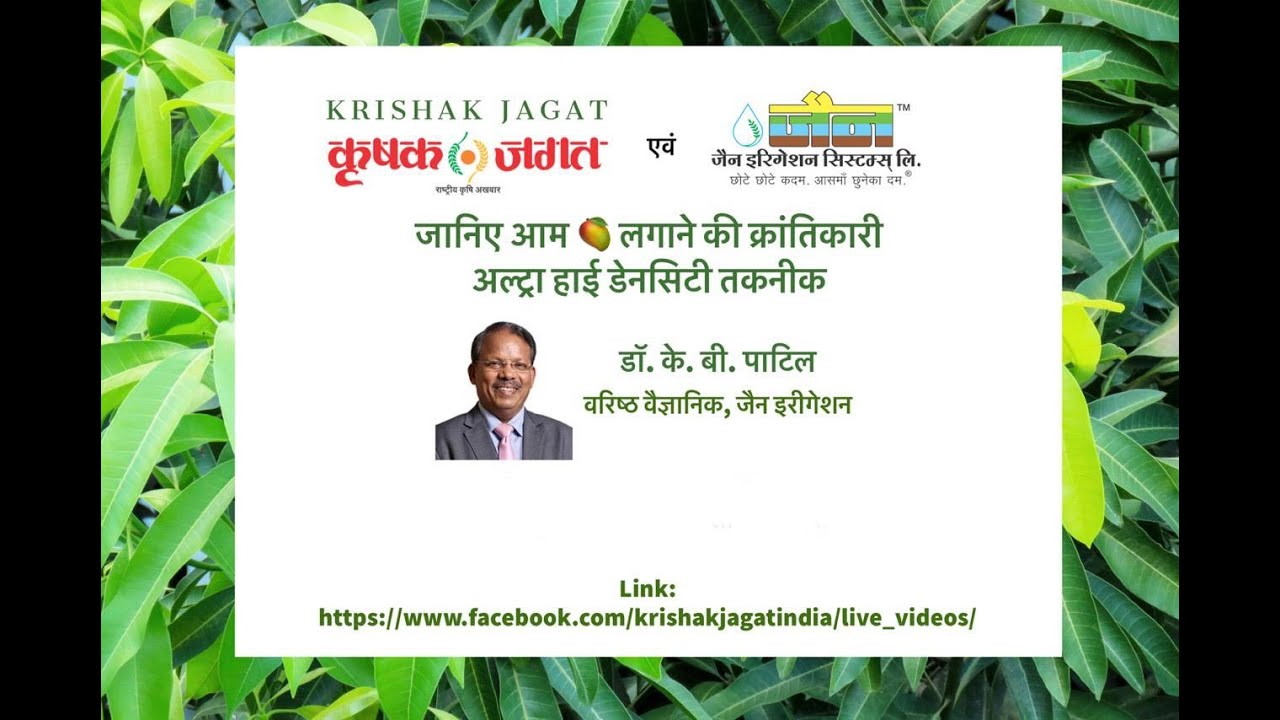 जानिए आम 🥭 लगाने की क्रांतिकारी अल्ट्रा हाई डेंसिटी तकनीक