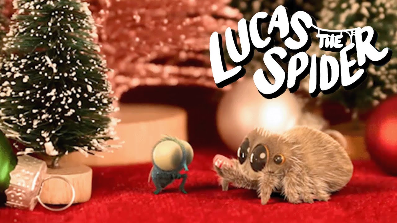 How Lucas The Spider Became Friends With Findley + More Cartoons for Kids