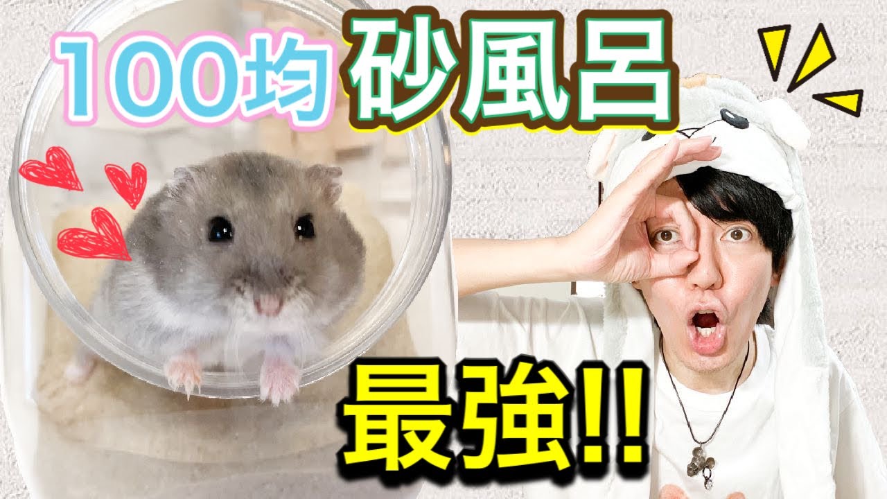 ハムスターおすすめ最強の砂浴び【砂風呂、砂場】容器教えます！