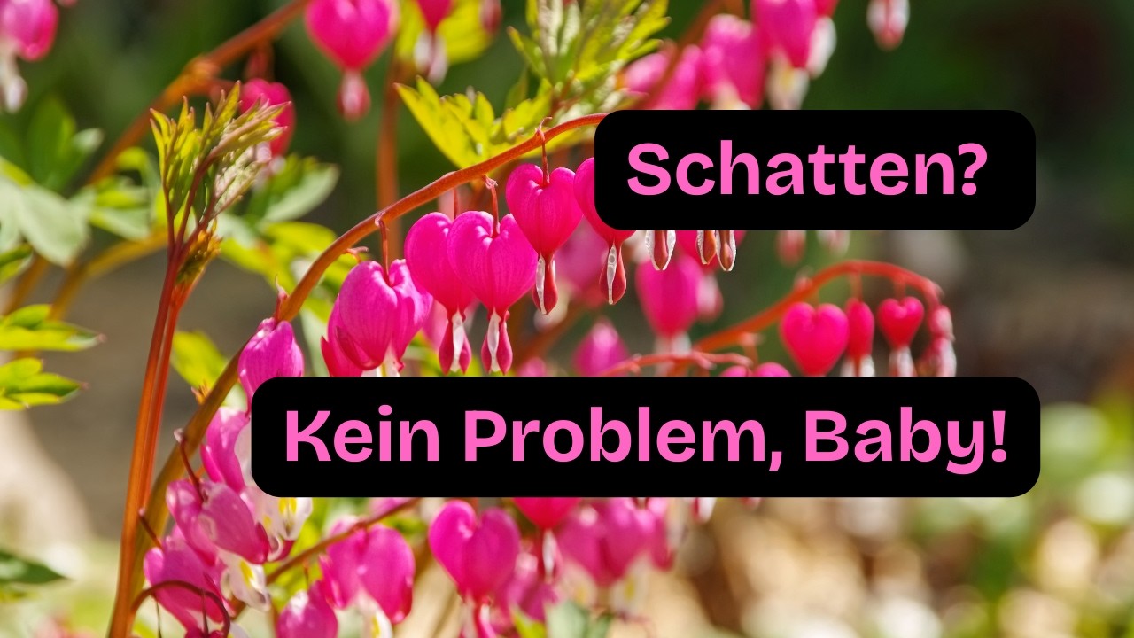 Keine Sonne ☀️ = keine Blüten🌸 ? Blödsinn. Ich zeig dir die Pflanzen, die auch im Schatten performen