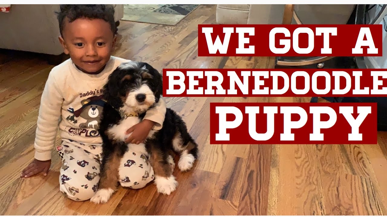 We got a NEW Bernedoodle PUPPY!