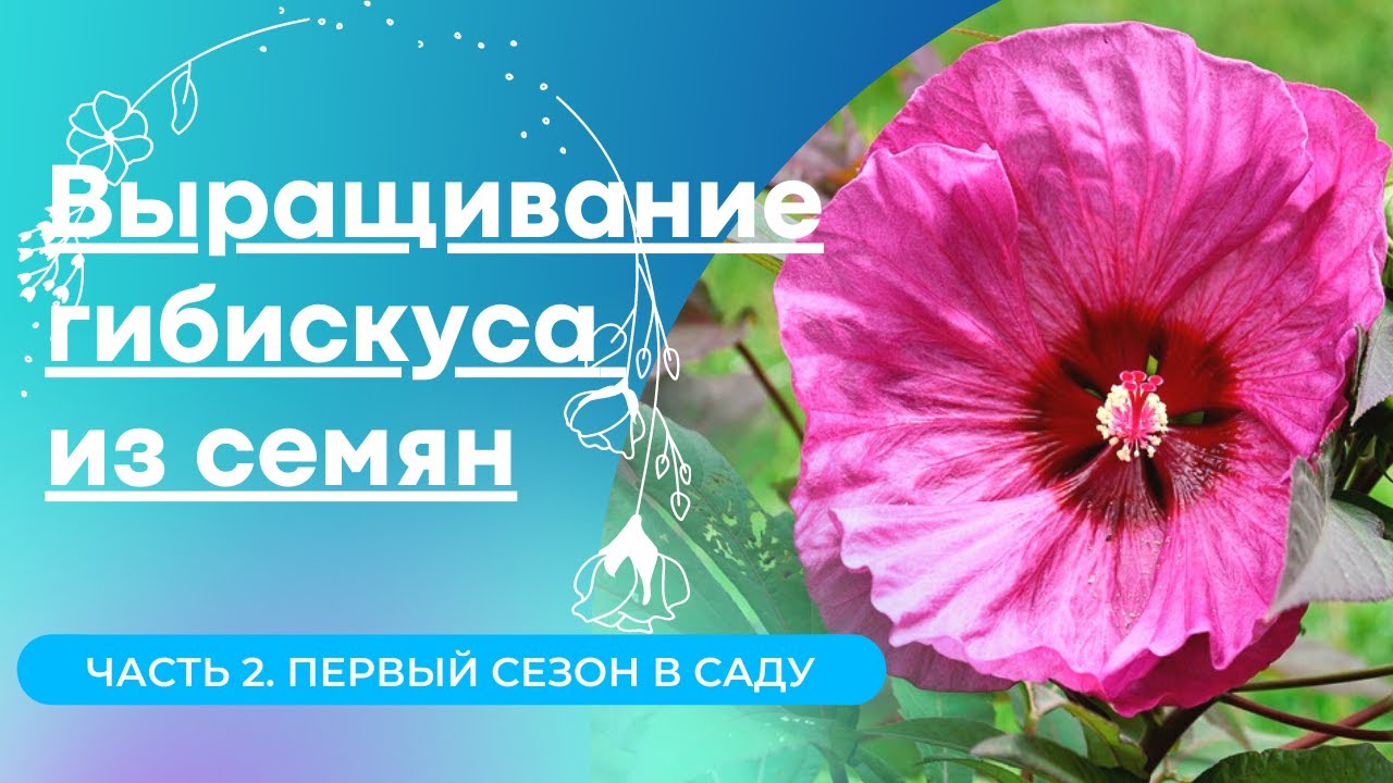 Как легко вырастить ГИБИСКУС ИЗ СЕМЯН.  Часть2. Первый сезон в грунте