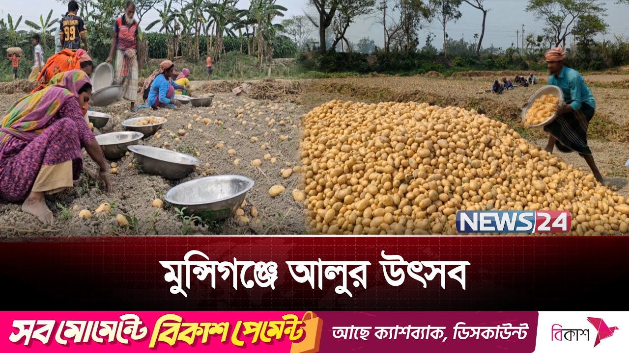 আলু উৎপাদনে শীর্ষ মুন্সিগঞ্জ; দাম কম থাকায় দুশ্চিন্তায় কৃষক | Munshiganj | Potato | News24
