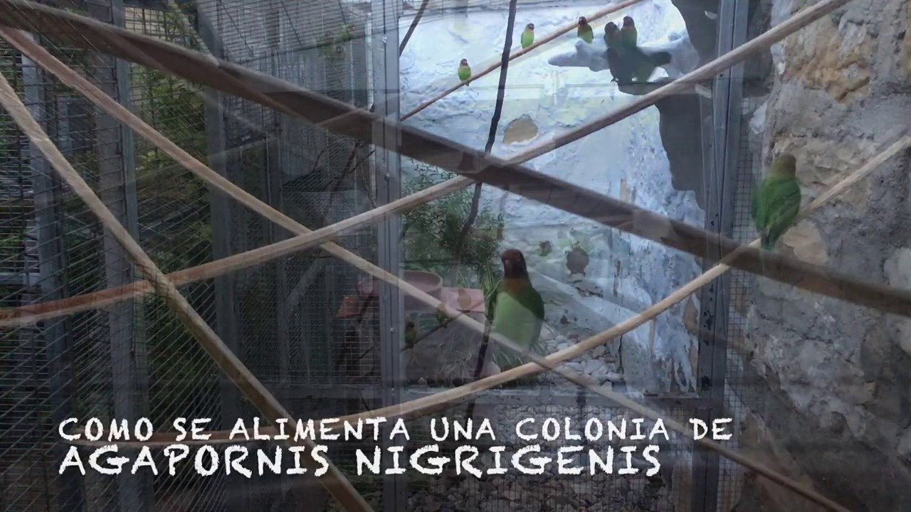 Agapornis nigrigenis comiendo en colonia