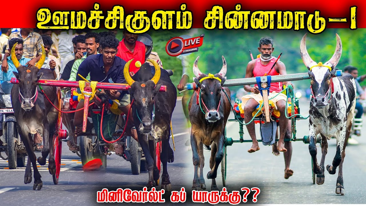 ⭕LIVE|1,00,073 லட்ச ரூபாய் சின்னமாடு-1 ஊமச்சிகுளம் மினி வேல்ட்கப் யாருக்கு Madurai நேரலை 2026
