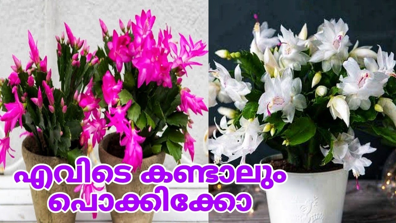 മടിയന്മാരുടെ പ്രിയ ചെടി പൂക്കൾ തരും ചട്ടി നിറയെ | How to Care For Christmas Cactus