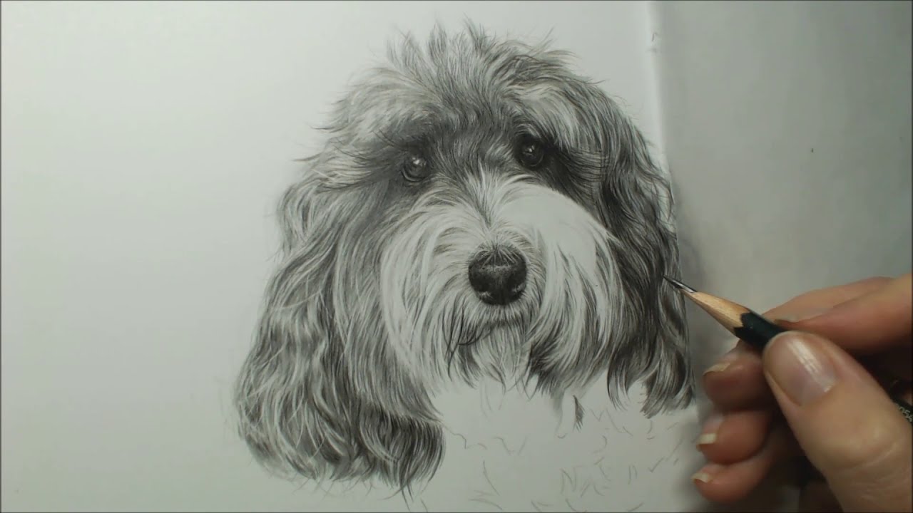 Cockerpoo Drawing in Graphite | Pet Portrait