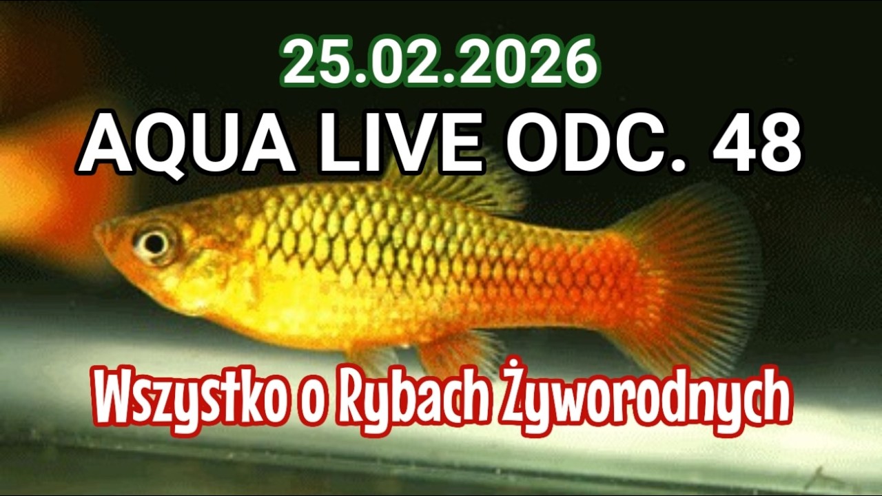 AQUA LIVE ODC. 48  | Ryby żywkorodne  | 25.02.26 |  #aquascapingtv