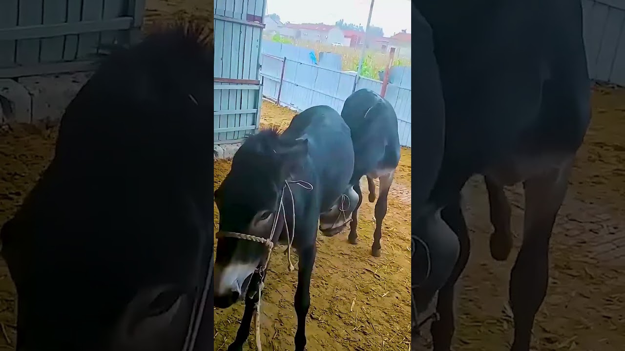 Funniest Donkey Ever Donkey Training the fun way 2647