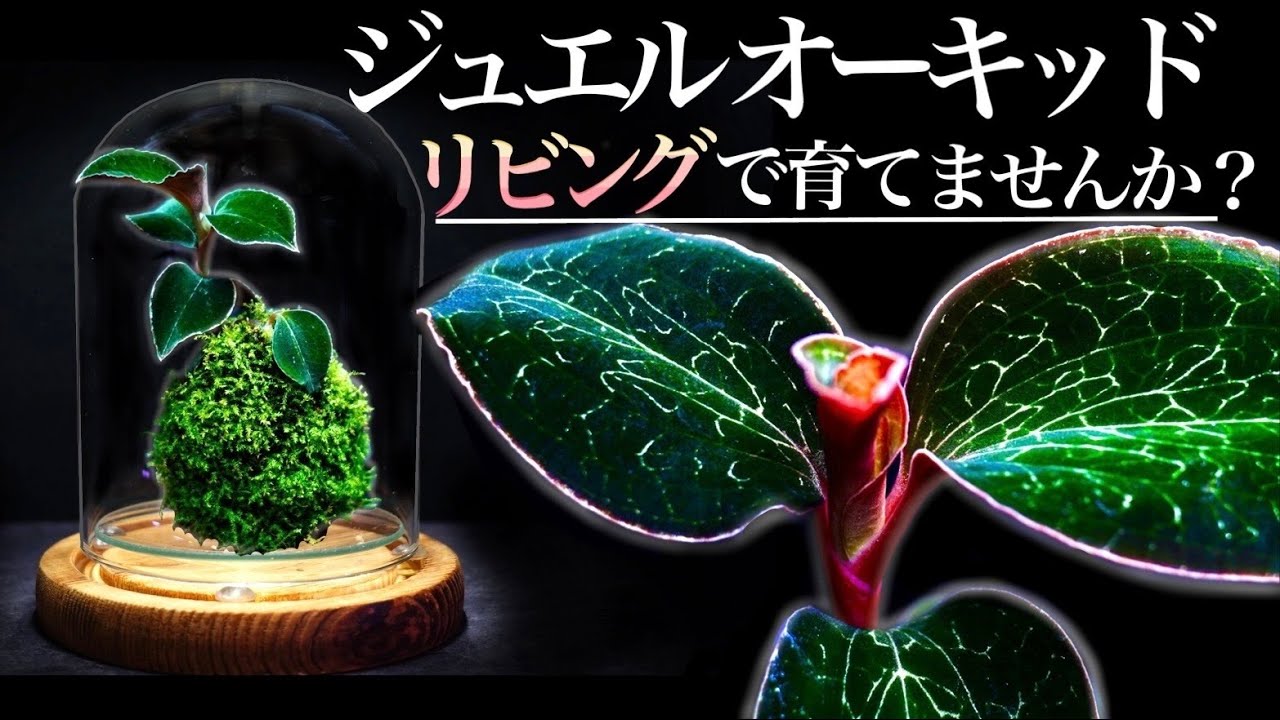 宝石のような植物を、苔玉にして育ててみます。インテリア風の管理法【テラリウム】