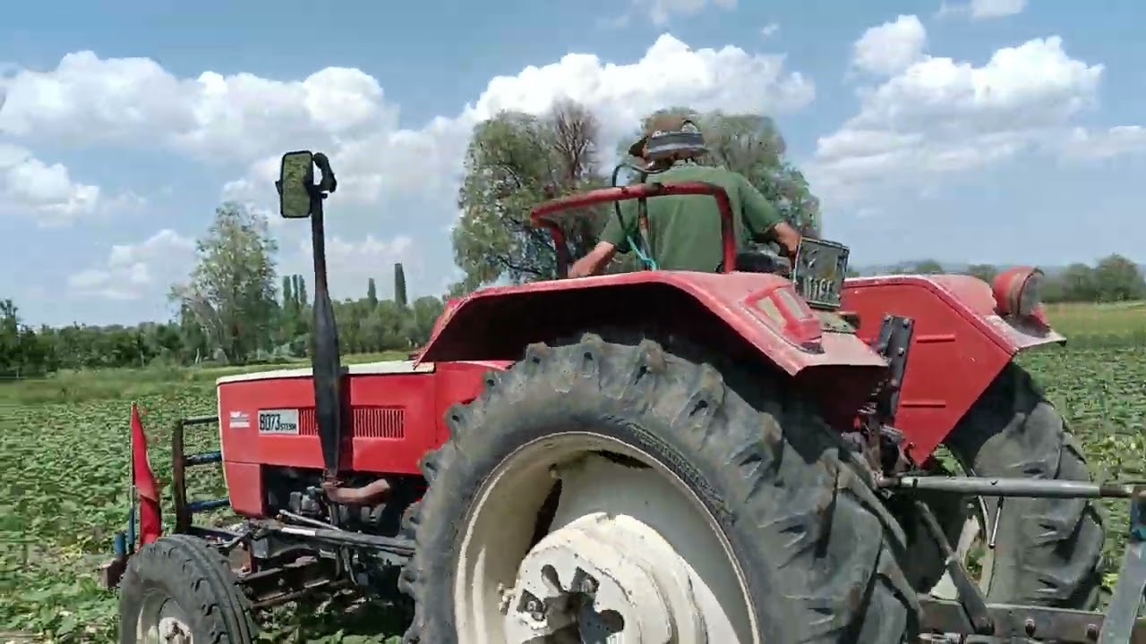 Styer 8073 ile ayçiçeği çapasına devam