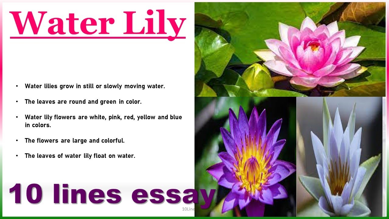 10 lines on Water Lily Flower|| 10 lines essay on Water Lily|| Flower