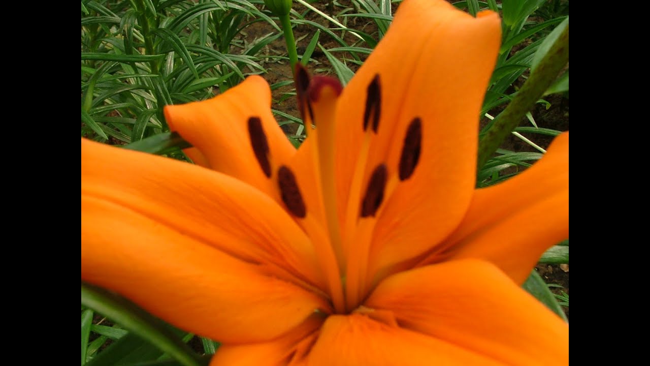 CULTIVO DEL LILIUM