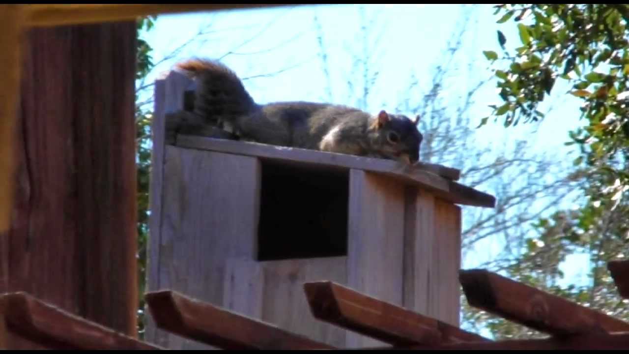 Momma Squirrel Hanging Around