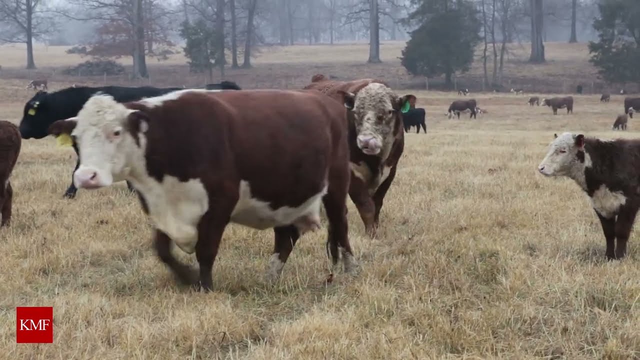 Kane Manor Farm Polled Herefords - January 2026