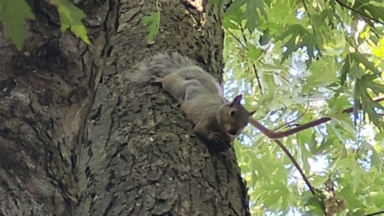 Squirrel Eating a Nut