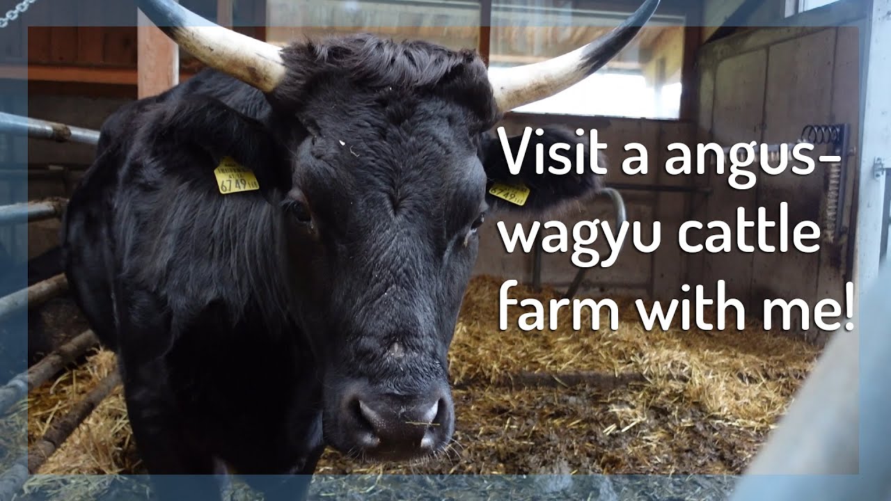 Visiting a cattle farm, taking care of our home, first snow ~ Simple Life in Austria