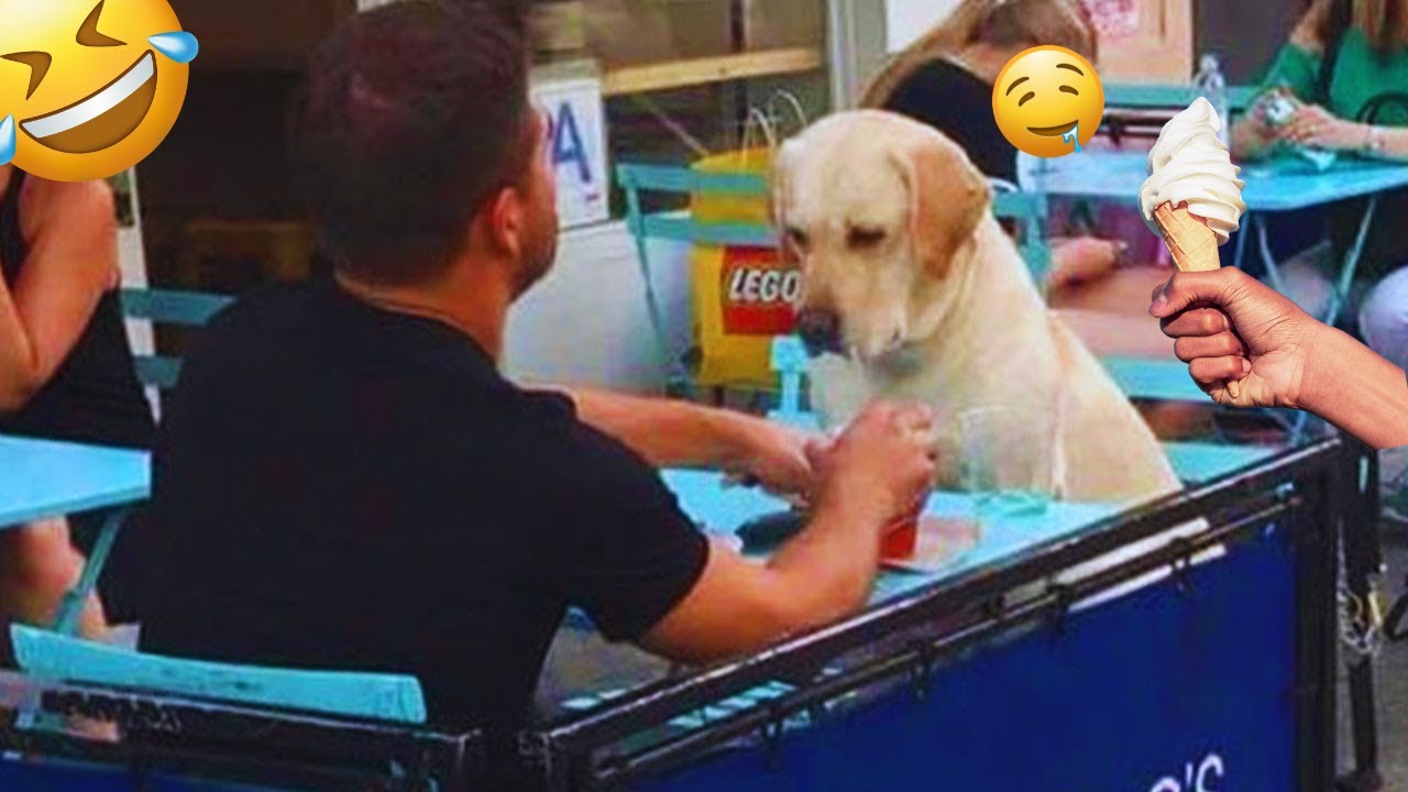 I dare you not to LAUGH at these FUNNY DOGS 😁🦮 - Best Funny Animals Videos 2025 #28