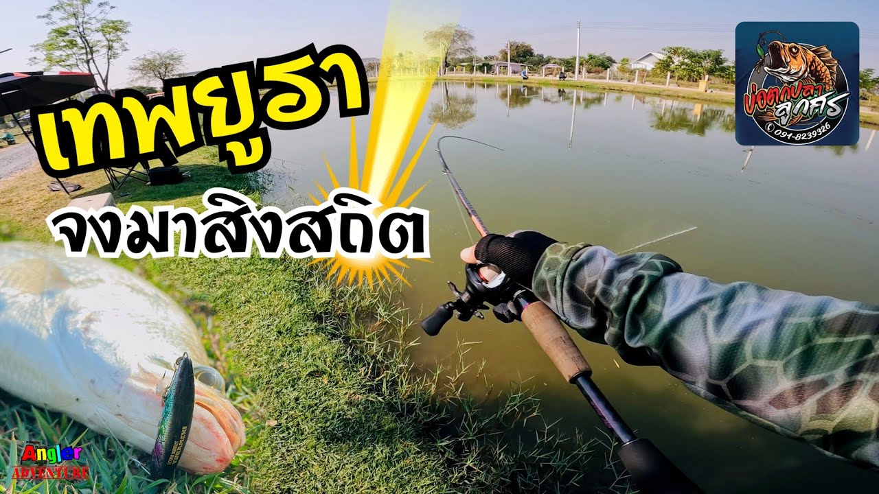 เทพยูรา…จงมาสิงสถิต เก็บตก #บ่อตกปลาลูกศร ค่าคัน250 รวย…! #ตกปลากระพง #yurameki 