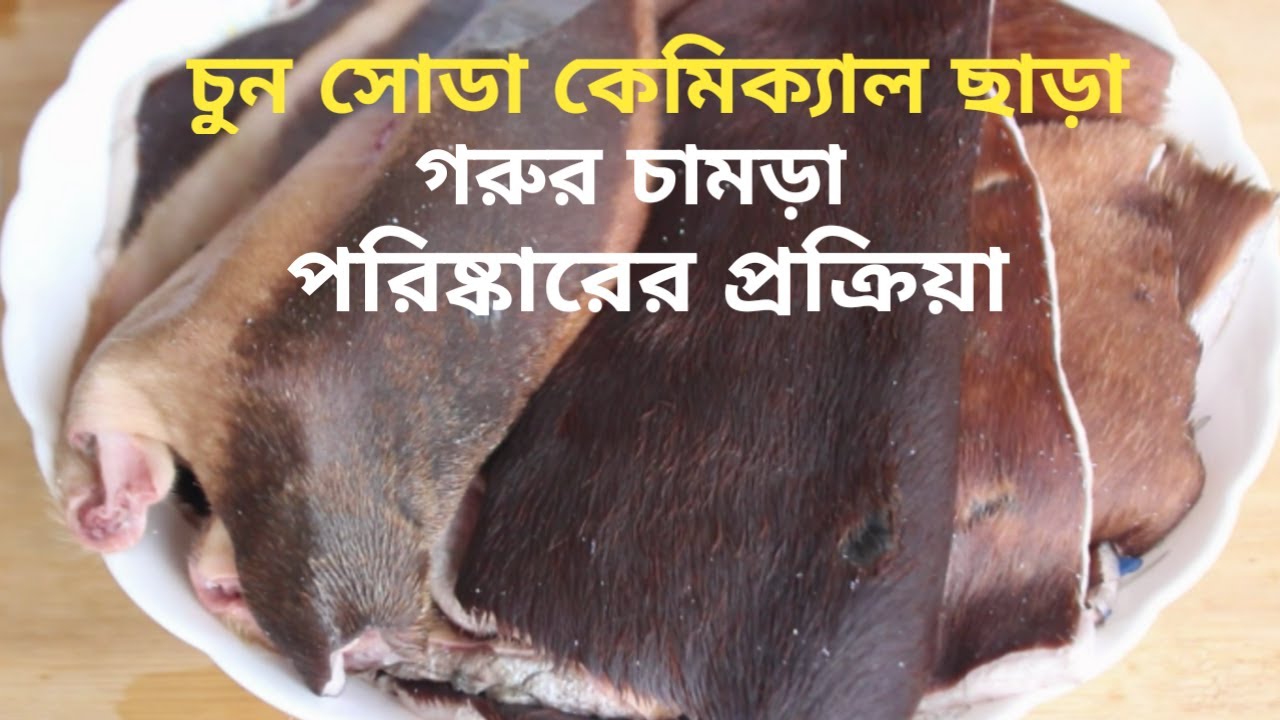 চুন সোডা কেমিক্যাল ছাড়া গরুর চামড়া পরিষ্কারের প্রক্রিয়া The process of cleaning cowhide