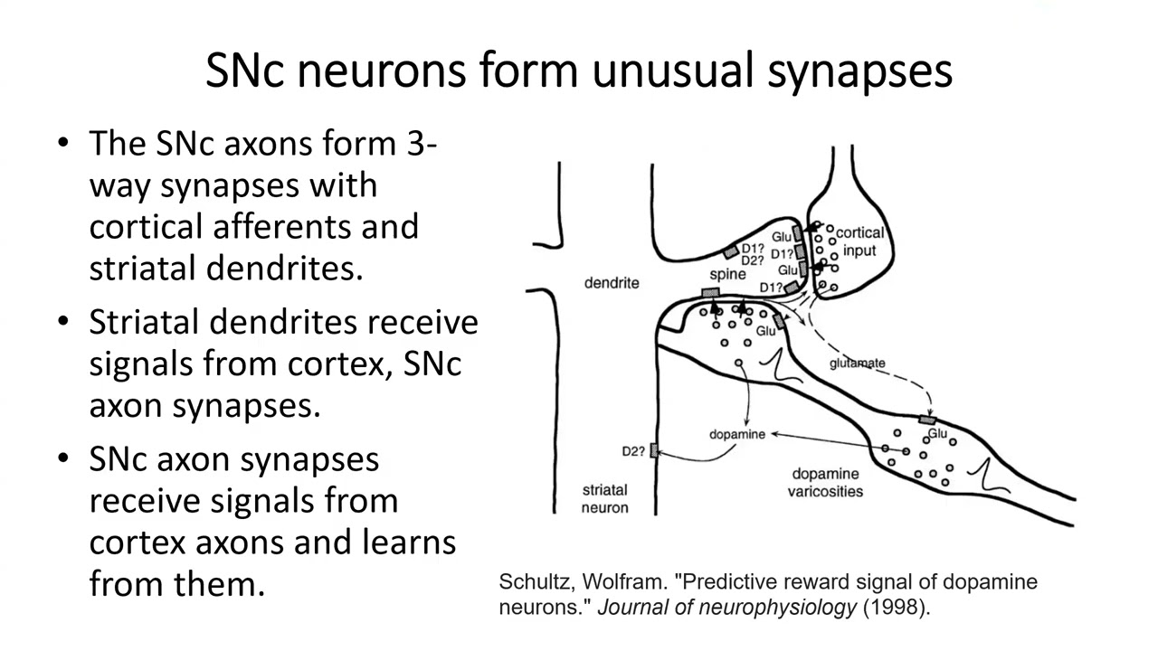 A quantum biological neural correlate of consciousness (NCC) by Chris Rourk