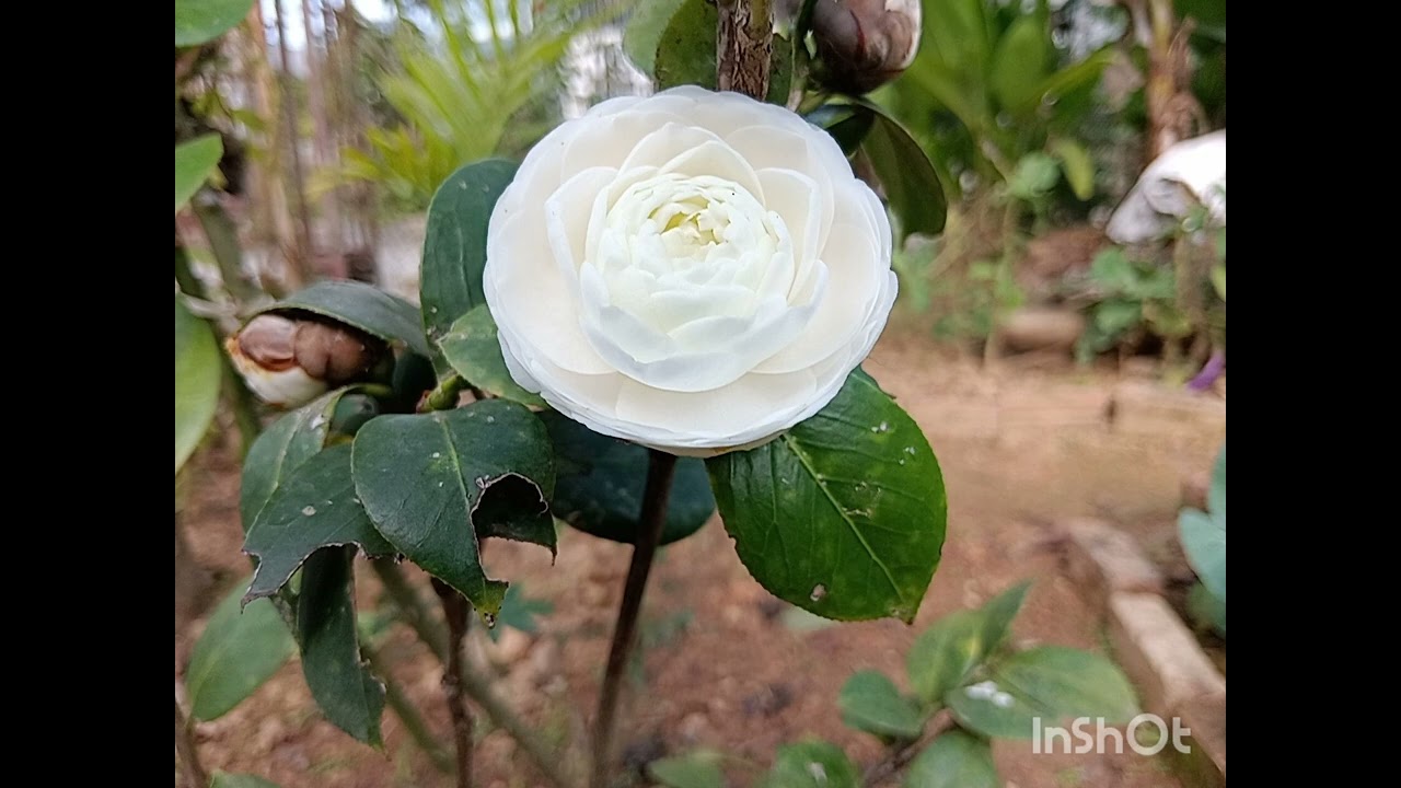 Cảm ơn tât cả ♥️♥️
