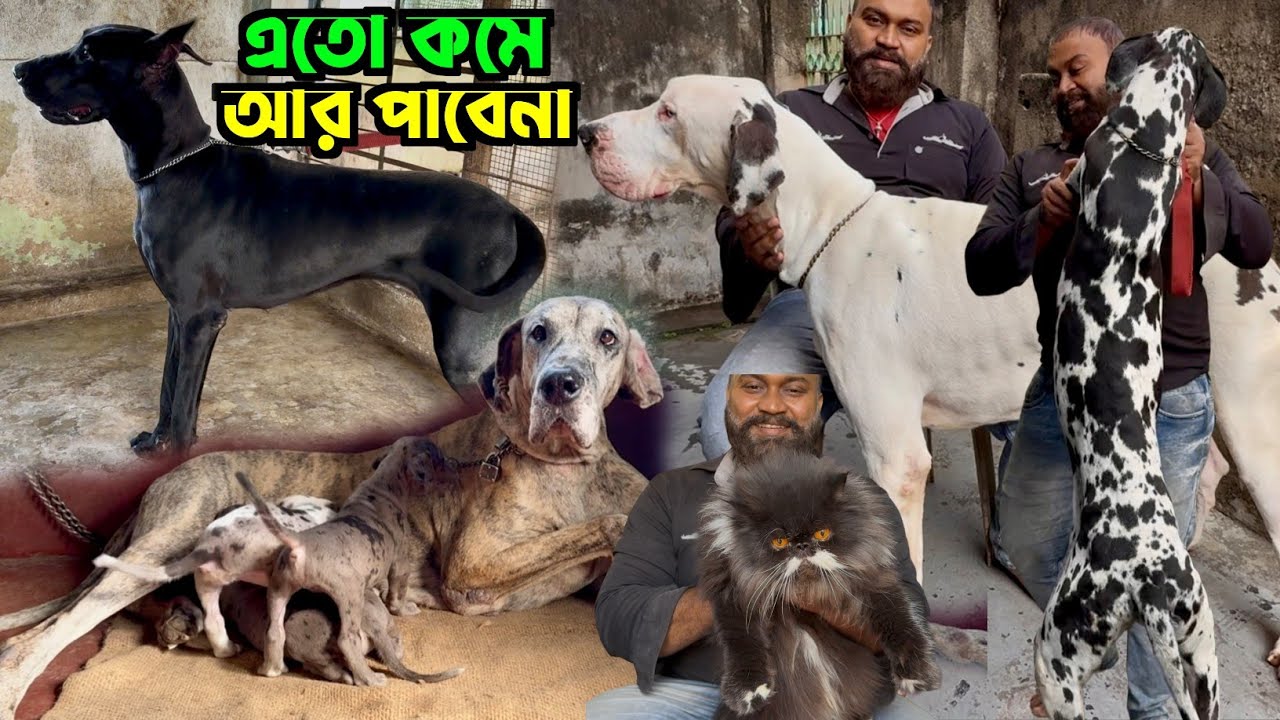 Great Dane Home Breed Puppies Sale Low Price. Dog Market in Kolkata. Kolkata Dog Market.