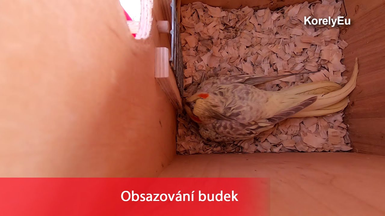 Obsazov&aacute;n&iacute; budek │KorelyEu