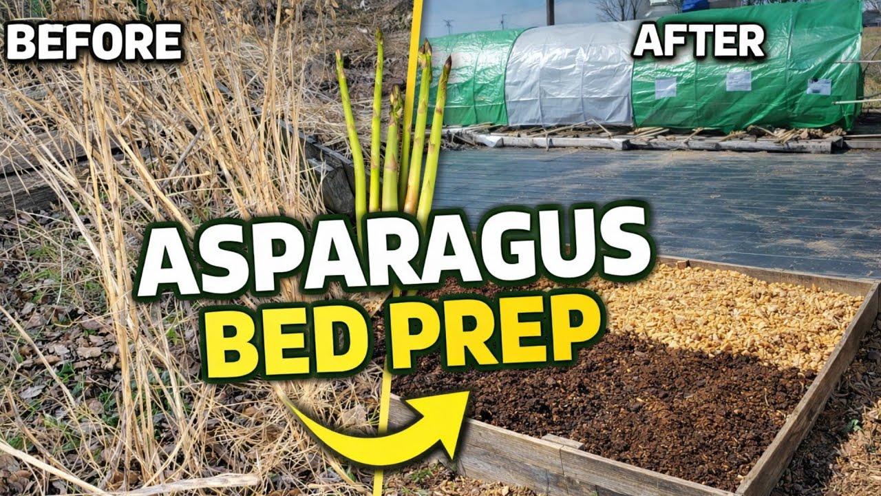 Как подготовить грядку для спаржи к весне | Компост, мульча и подготовка почвы