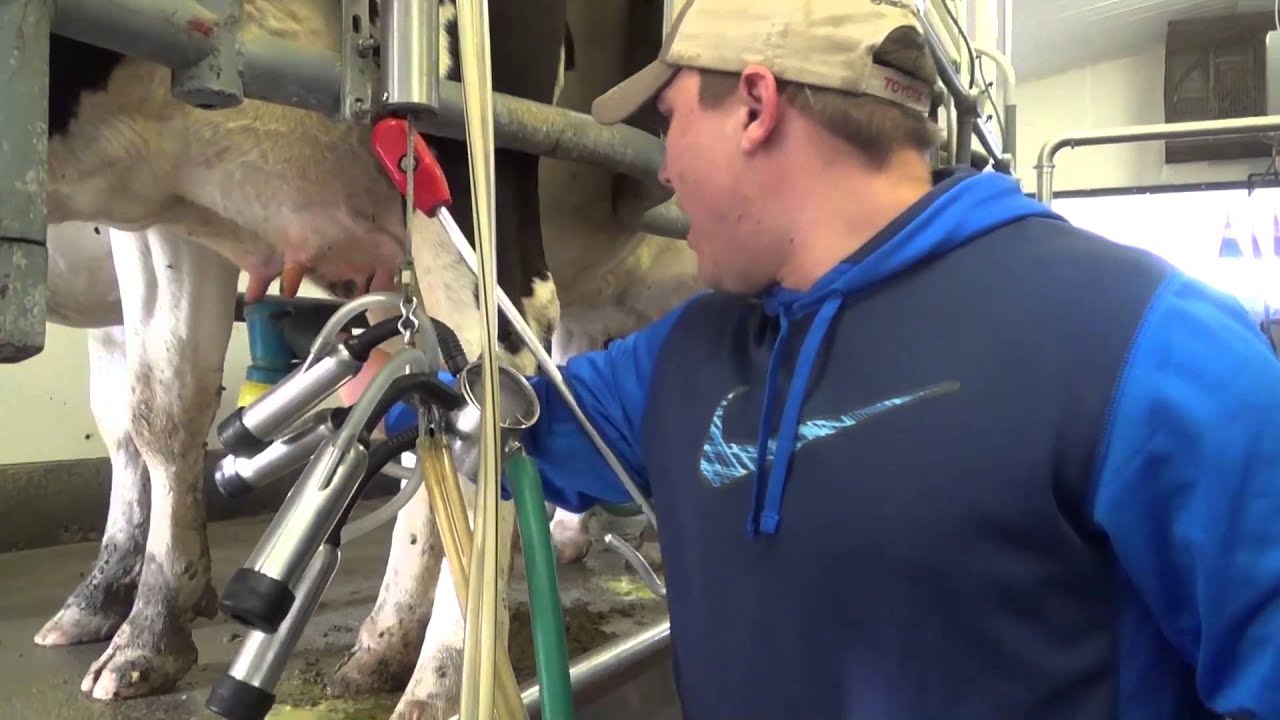 How to milk a cow.