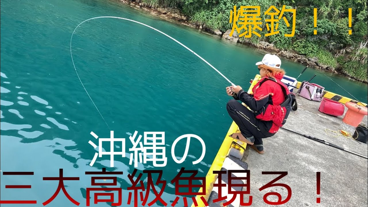【高級魚】　沖縄の三大高級魚姿を現す！！