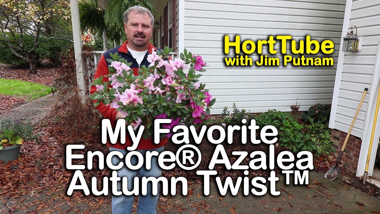 Autumn Twist™ Encore® Azaleas are My Favorite - White and Purple Flowers Three Times a Year