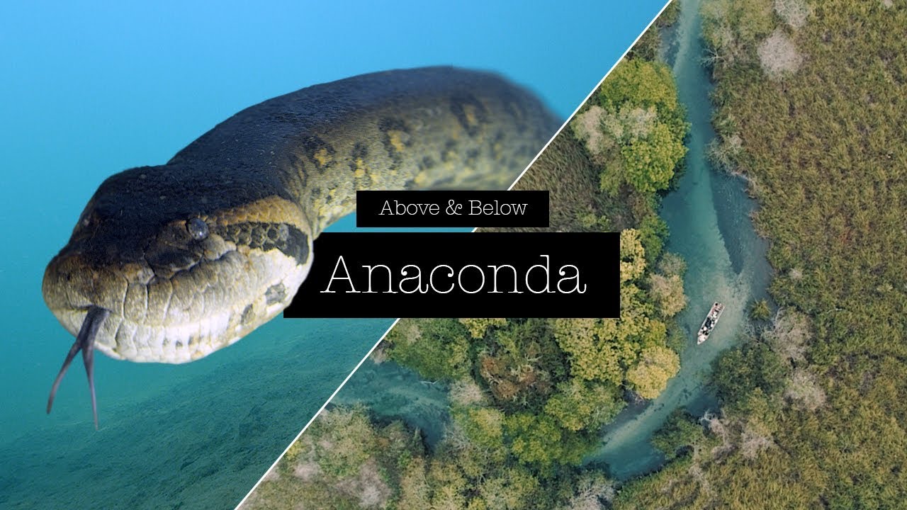 Diving with the the largest snake on the planet