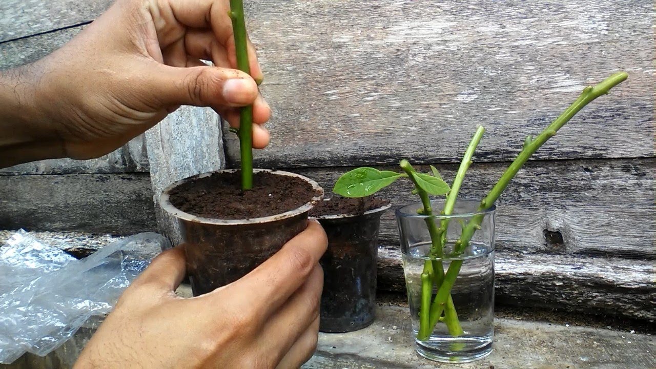 Growing Avocado Tree From Cuttings Before and After RESULT VIDEO by Grafting Examples