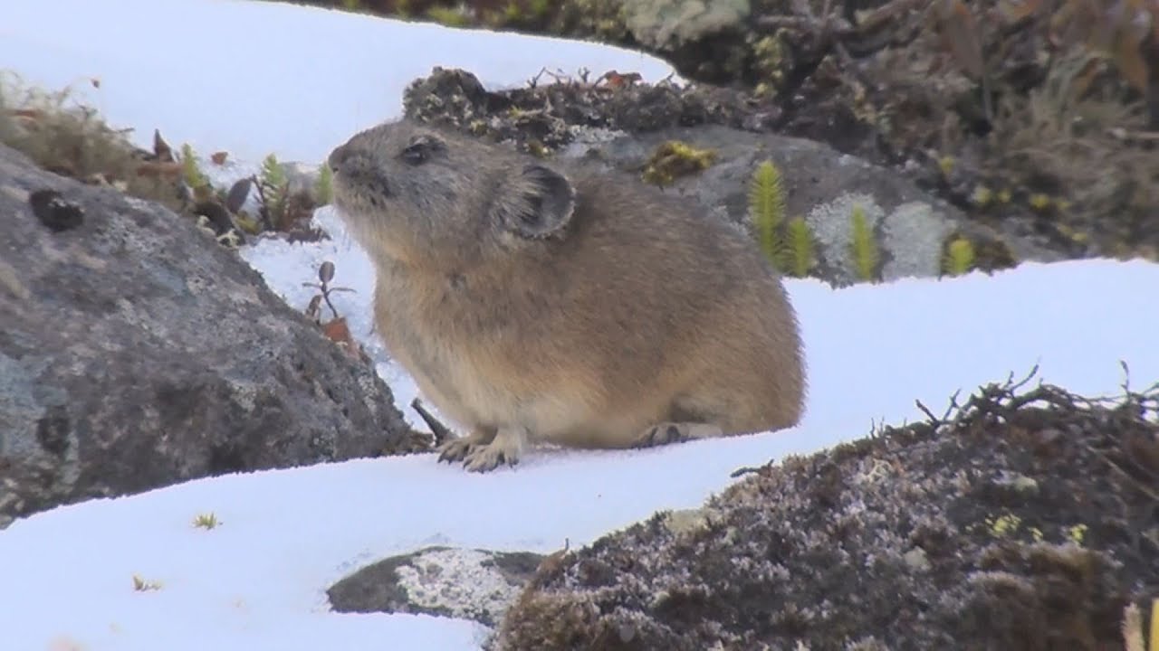 冬支度、急「ピィッ」チ 北海道のエゾナキウサギ