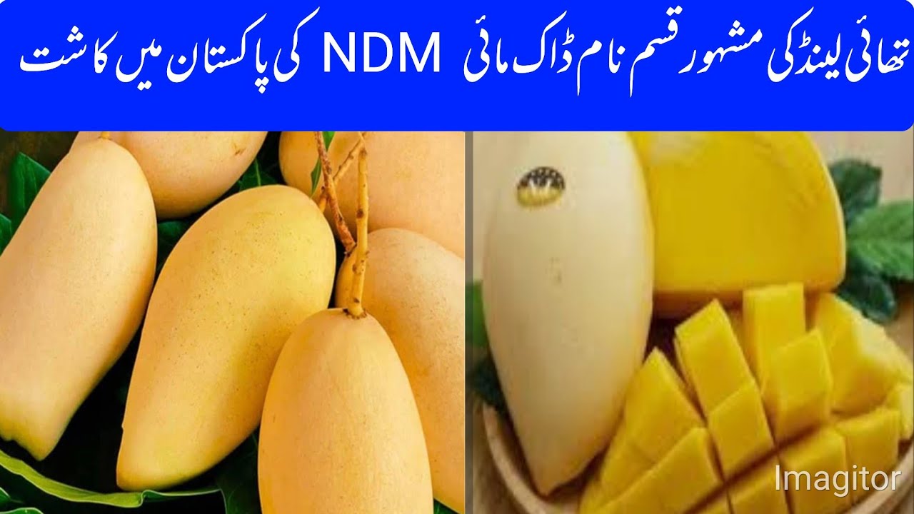 Nam Dok Mai (NDM) Mango from Thailand Successfully Grown in Pakistan | Asif Hayat Tipu